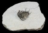 Spiny Ceratarges Koumalii Trilobite - Zireg, Morocco #44528-1